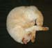 johnny-curled-up50