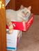 johnny-in-a-box-lid