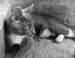 poo-siting-looking-away72bw