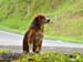 sj211stray-dog-h072rgb
