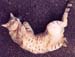 tonys-grey-cat