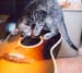 zach-guitar-h72bw