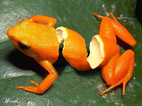 Orange Peel Frog image from worth1000.com