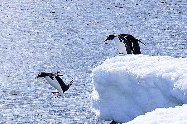 Gentoo Punguin jumping into the Southern Ocean off Danco Harbor, imcge copyright © 2017-0218 Janet Kuypers