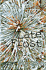Late Frost