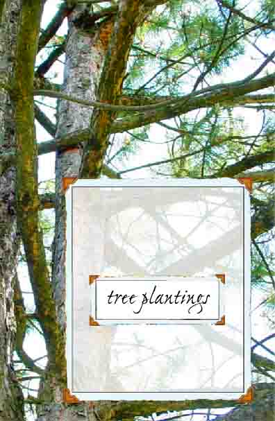 Tree Plantings