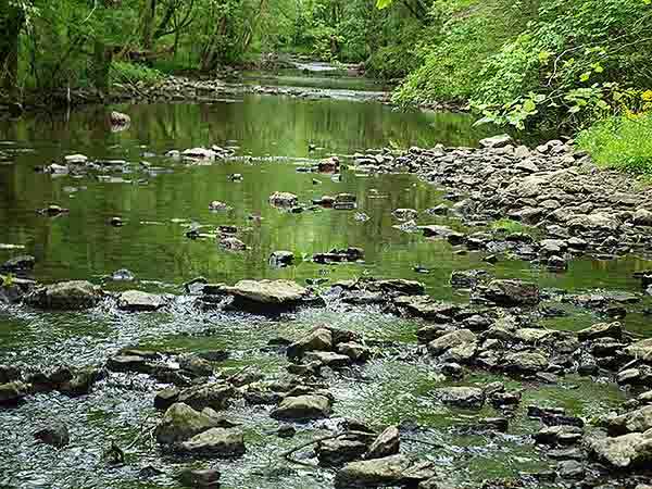 Pretty Pebbles in Stream May 4, photo by David Michael Jackson