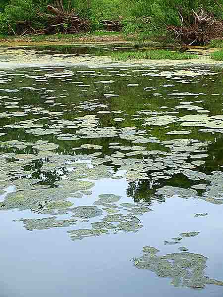 Floating Plants like Monet May 4 plus show 019, art by David Michael Jackson