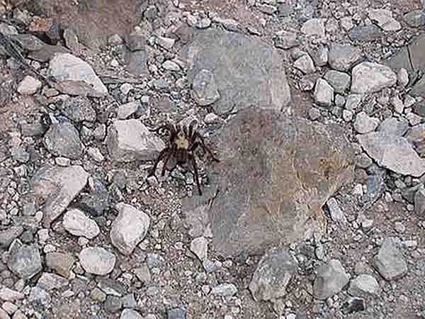 Encountering Wildlife, photography from Osha, Dog Canyon by Brian Hosey and Lauren Braden