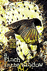 a Finch in he Window