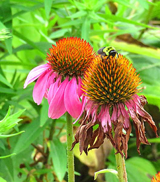 Bee photography copyright © 2015-2019Janet Kuypers